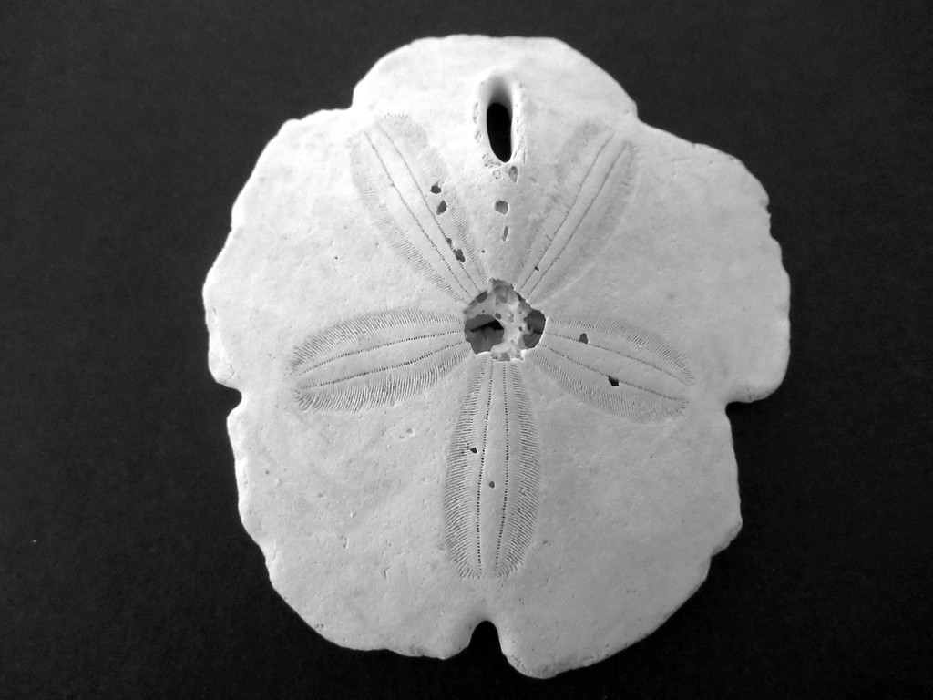 Eccentric sand dollars found in Mexico by bruni