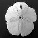 Eccentric sand dollars found in Mexico by bruni