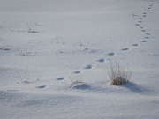 12th Feb 2021 - Tracks in the snow 