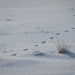 Tracks in the snow  by haskar