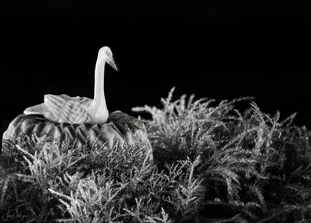 Tundra Swan  by jgpittenger