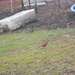 Robin and Cardinal in Backyard by sfeldphotos