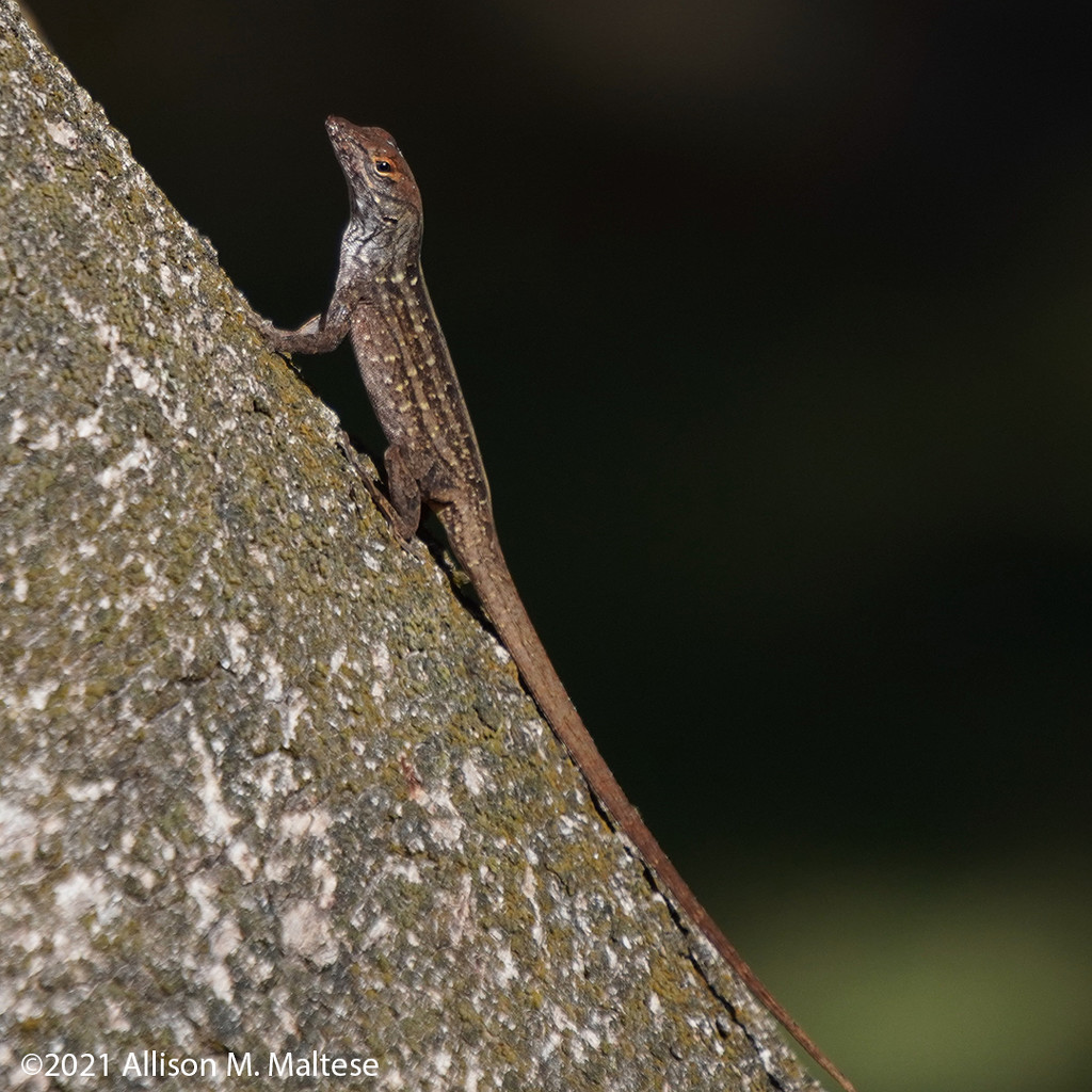 Brown Anole by falcon11