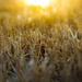 Yellow Grass by judyc57