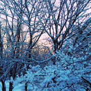 11th Feb 2021 - Trees in the Snow