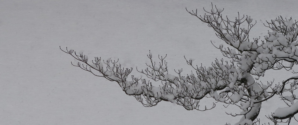 Branches with Snow by april16