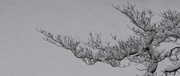 12th Feb 2021 - Branches with Snow