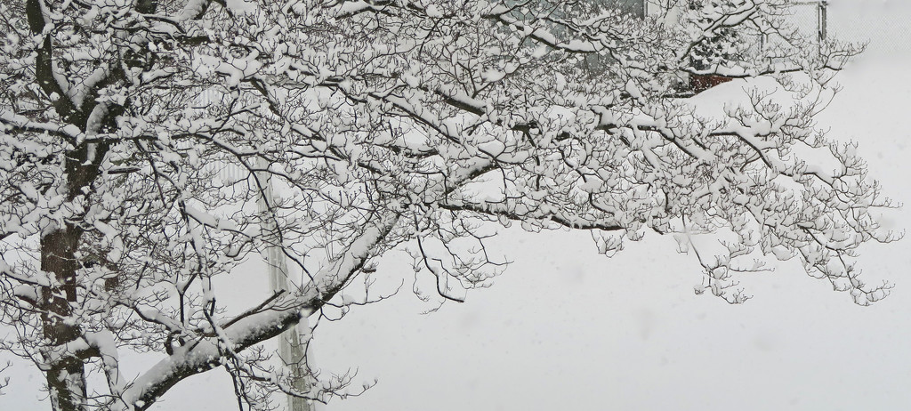 More Branches in the Snow by april16
