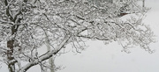 13th Feb 2021 - More Branches in the Snow