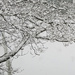 More Branches in the Snow by april16