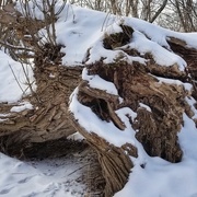 12th Feb 2021 - Snow-covered stump