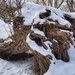Snow-covered stump by ljmanning