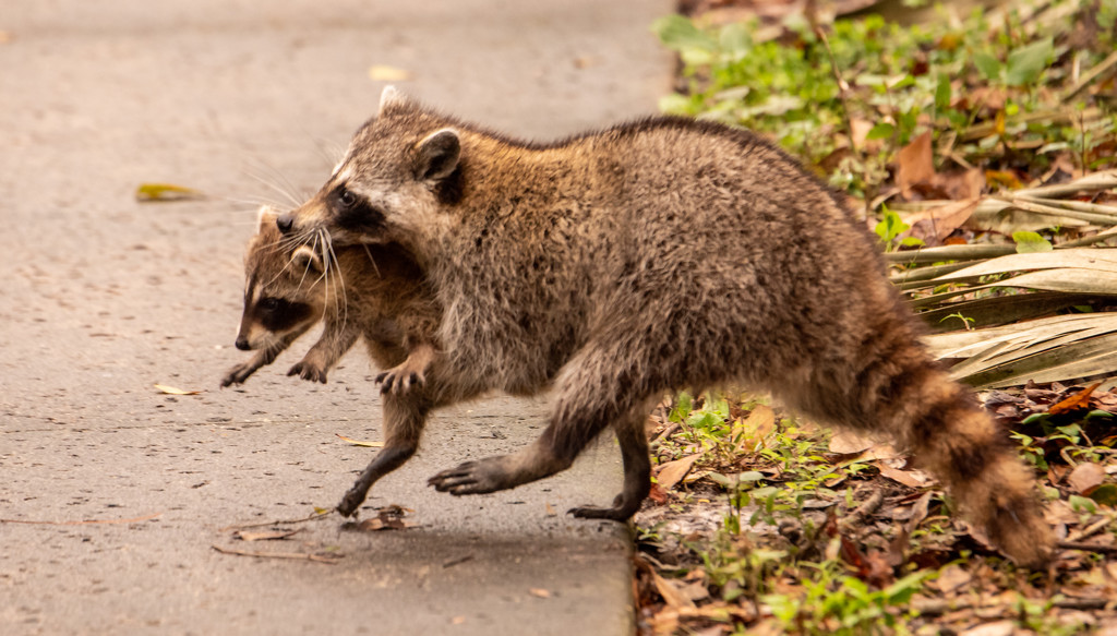 Mommy Raccoon Moving the Baby to a New Location! by rickster549