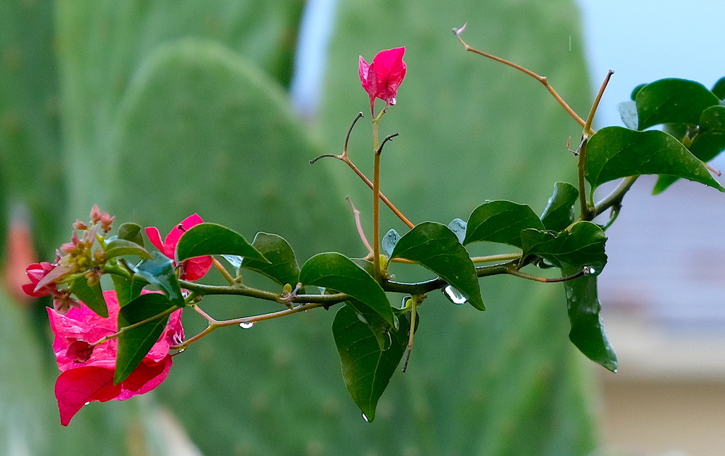 Bougainvillea in the Rain by redy4et