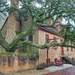 Colonial Williamsburg Live Oak  by khawbecker