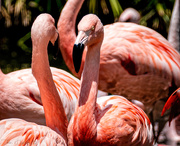 12th Feb 2021 - Flamingo Friday '21 02