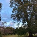 Hampton Park oak by congaree