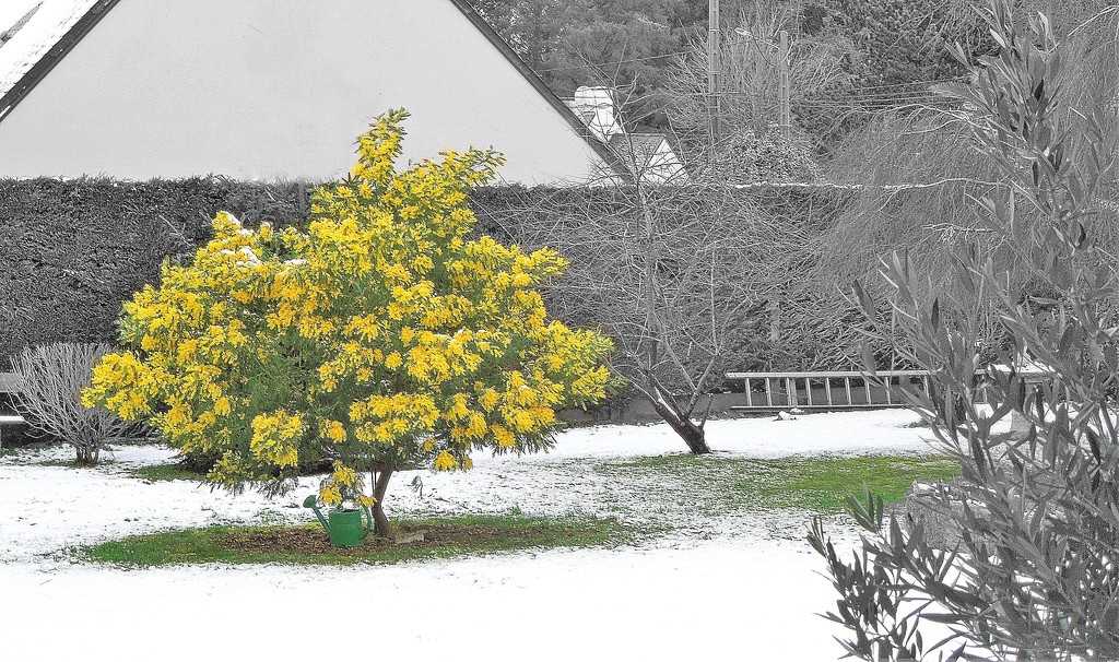 Blooming mimosa in the snow by etienne
