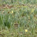 Staffordshire daffodils by orchid99