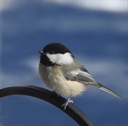 12th Feb 2021 - The Worldwide Bird Count: birdcount.org