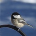 The Worldwide Bird Count: birdcount.org by sunnygreenwood