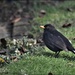 I always know this blackbird by his stripes by rosiekind