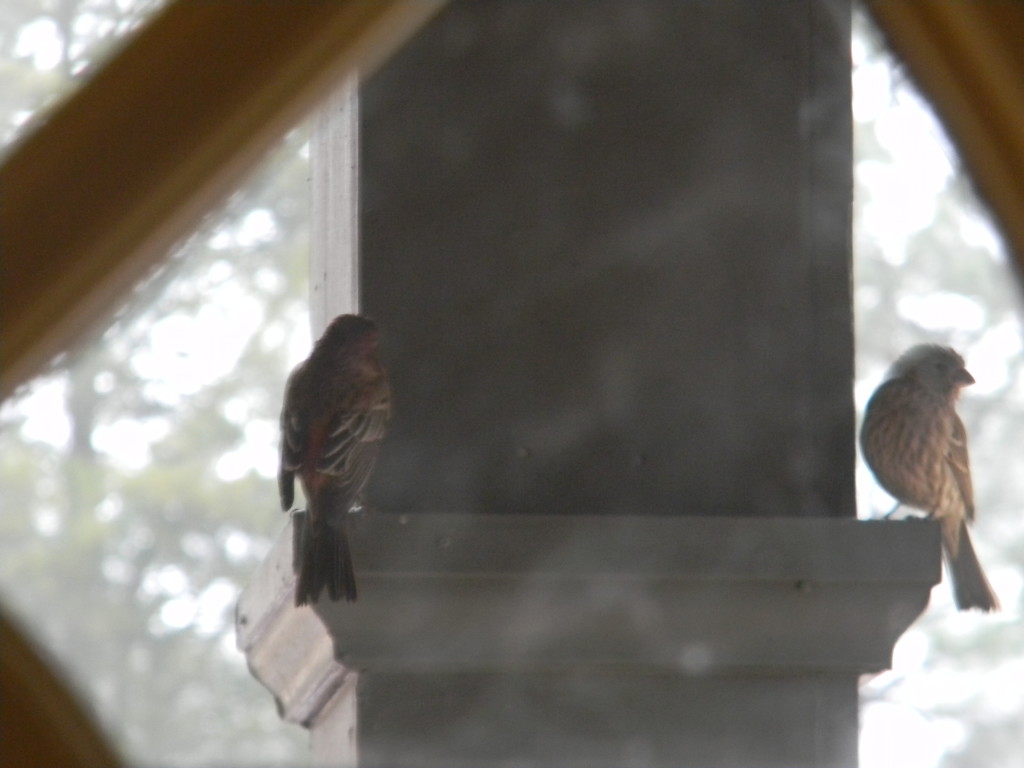Two Finches Through Porch Window by sfeldphotos