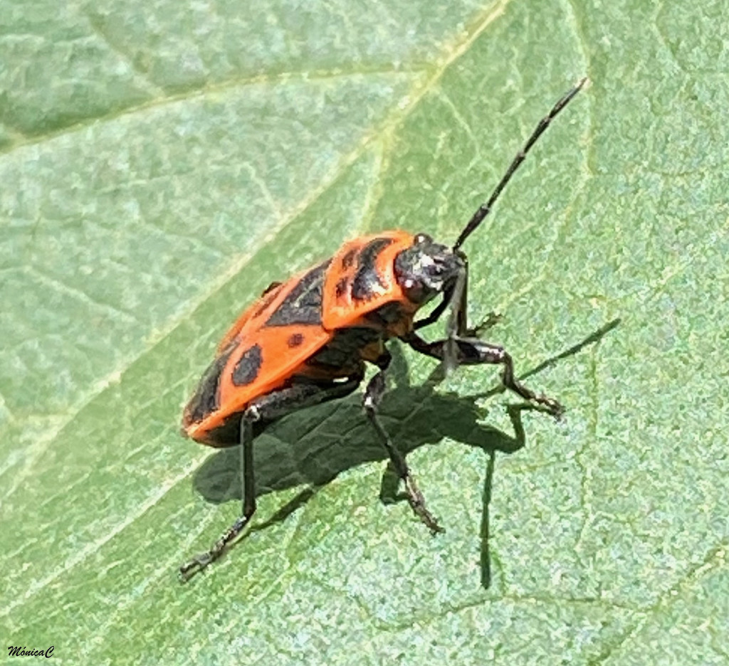 Bug by monicac