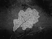 13th Feb 2021 - Sweet leaf of the North