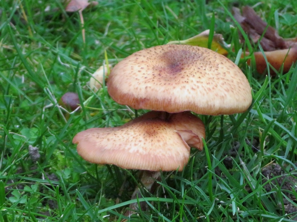 Toadstools or Mushrooms ? by lellie
