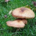 Toadstools or Mushrooms ? by lellie