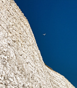 13th Feb 2021 - 0213 - Bird and cliffs