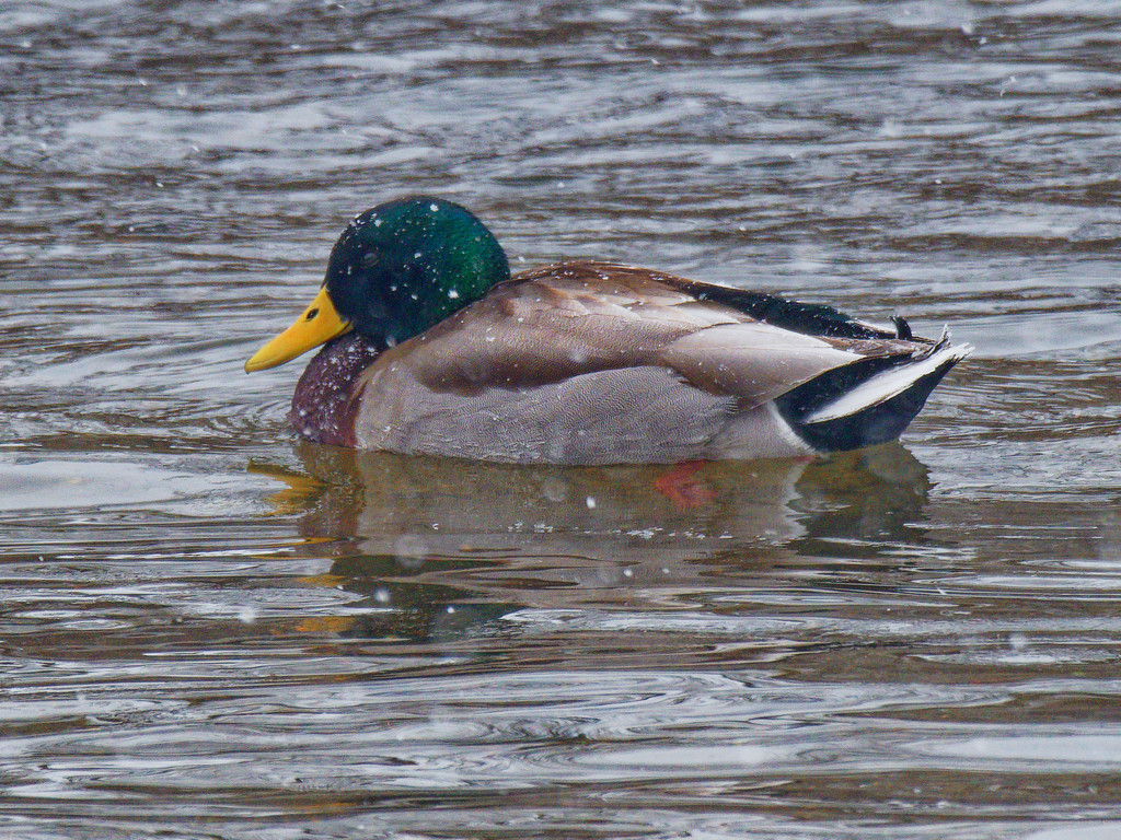 mallard in snow and water  by rminer