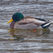 mallard in snow and water  by rminer