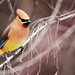 waxwing by gq