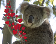 14th Feb 2021 - Valentine greetings from Matilda
