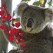 Valentine greetings from Matilda by koalagardens