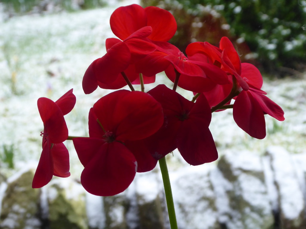 geraniums by snowy