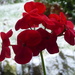 geraniums by snowy