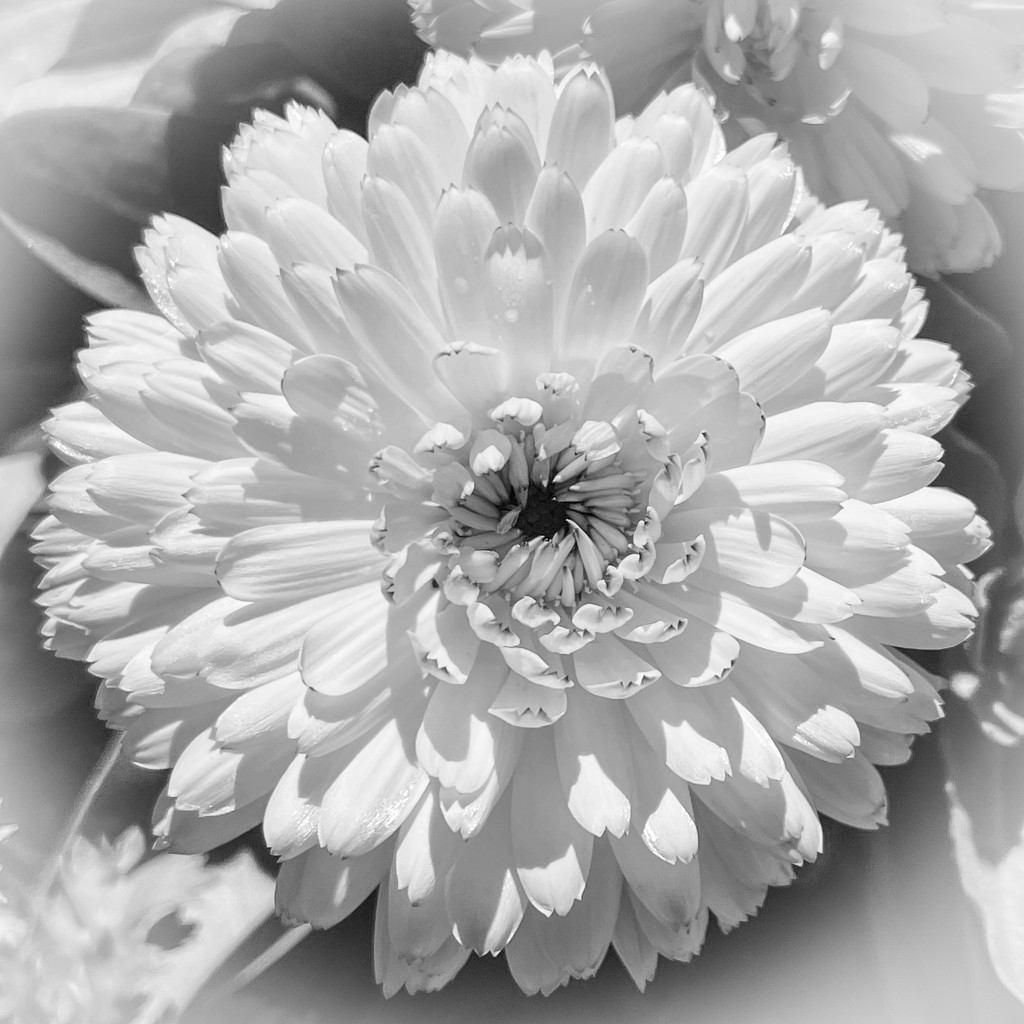 Bloom in b&w by shutterbug49