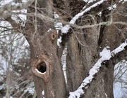 13th Feb 2021 - Treebeard Hiding Out