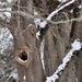 Treebeard Hiding Out by radiodan