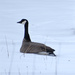 Canadian Goose by bjywamer