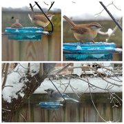 14th Feb 2021 - Today’s Special: Frozen Mealworms