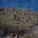 Saguaros, again by blueberry1222