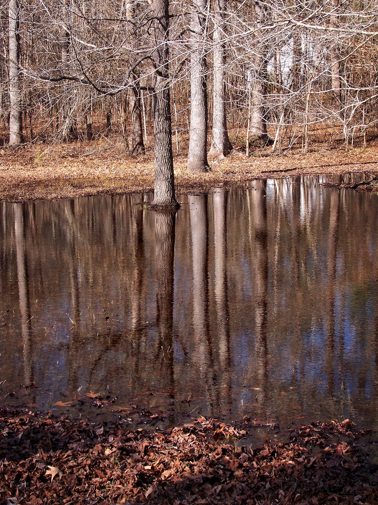 Tree reflections... by marlboromaam