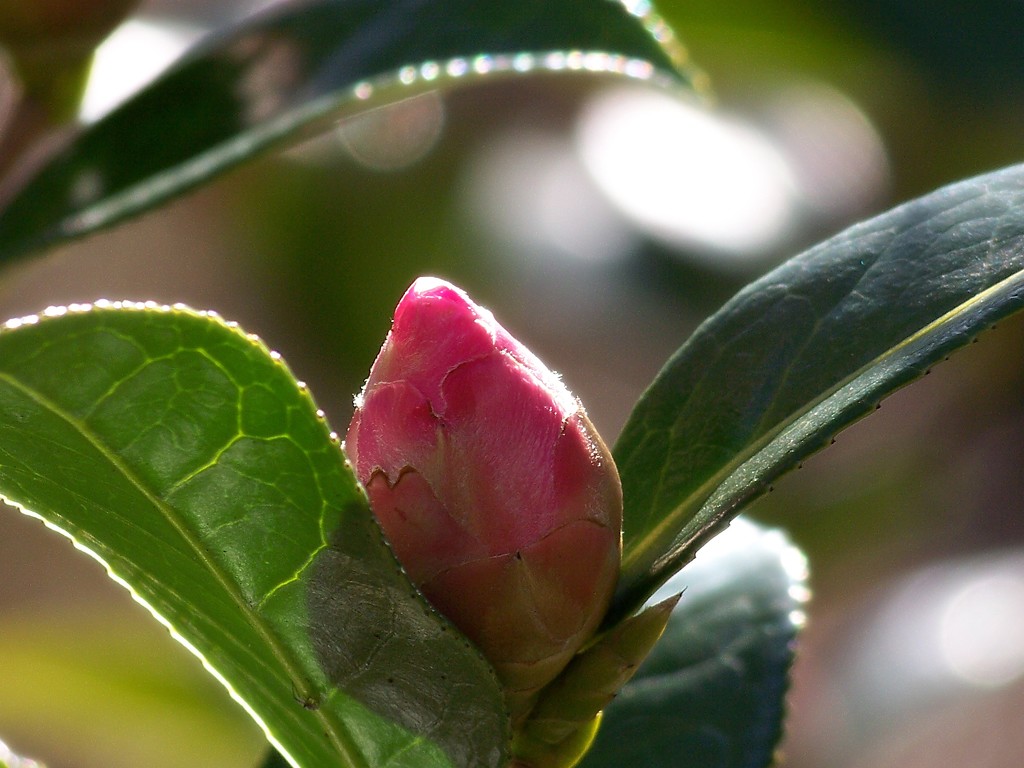Camellia bud... by marlboromaam