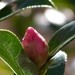 Camellia bud... by marlboromaam