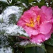 Camellia in the snow... by marlboromaam