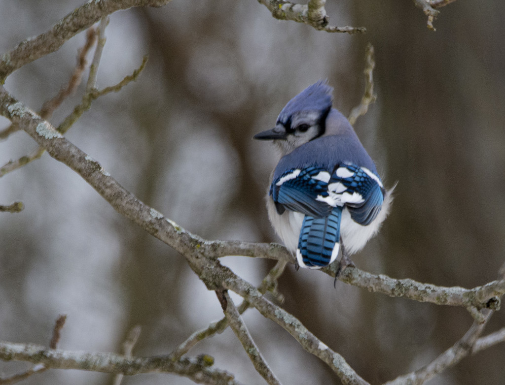 Blue Jay by cwbill